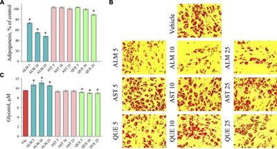 Anti-Adipogenic Effect of Alchemilla monticola is Mediated Via PI3K/AKT Signaling Inhibition in Human Adipocytes